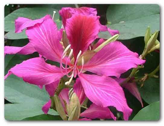 Bihar State flower, Orchid Kachnar, bauhinia variegata